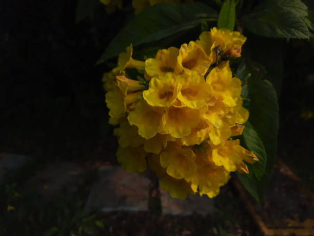Garden Yellow flowers Tecoma Stans or Yellow bells