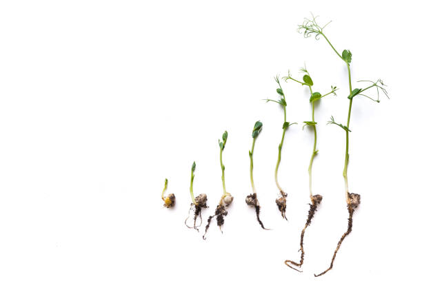 istock micro greens pea shoots in different grown stages lined up in a row against a white background 1353742285