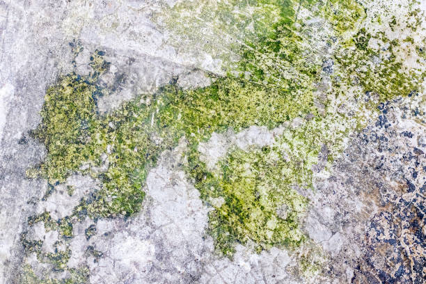 istock Dirty floor surface with green moss concrete texture background 1353744617