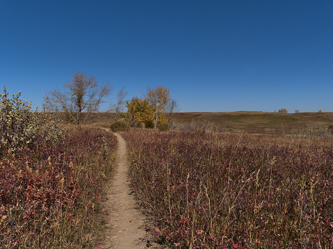 Stunning view of hiking path leading through colorful meadow with grass and bushes in fall season at Nose Hill Park in the north of Calgary, Alberta, Canada on sunny day.