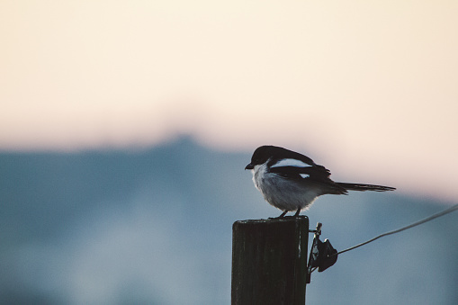 A southern fiscal on an electric fence post looking for prey