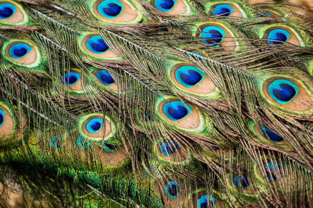 istock Close-up of Peacock feathers 1353746300