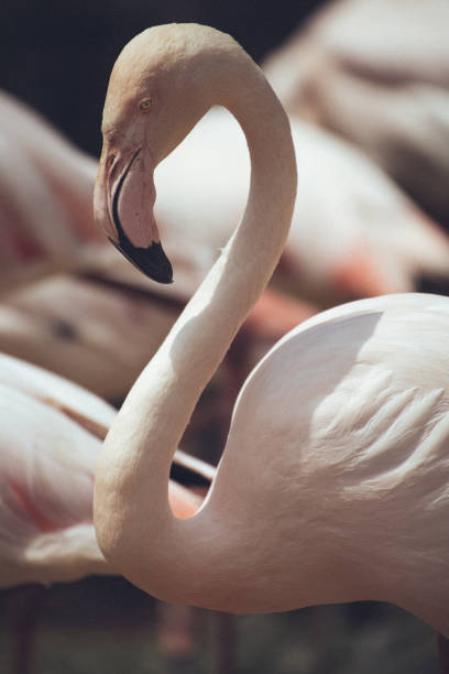 istock Greater Flamingo 1353746339