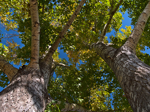 Beautiful low angle view of old aspen tree (Populus tremuloides) with two trunks with white bark and green and yellow colored leaves in autumn season in a park in Calgary, Alberta, Canada.