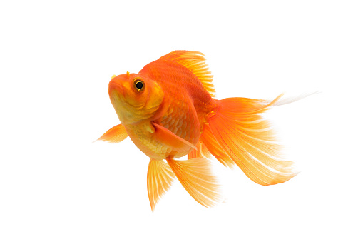 Gold fish swimming underwater on white background