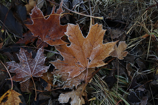 Autumn morning leaves are covered with hoarfrost.