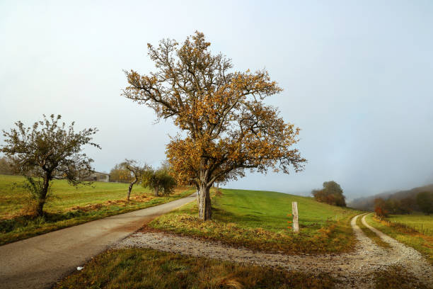 Autumn landscape with fields and meadows on a clear day.