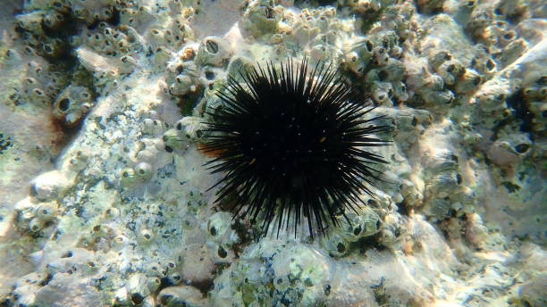 istock Black sea urchin (Arbacia lixula) undersea 1353748588