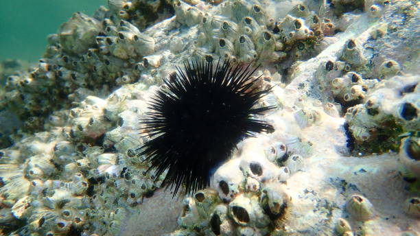 istock Black sea urchin (Arbacia lixula) undersea 1353748609