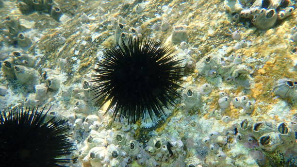 istock Black sea urchin (Arbacia lixula) undersea 1353748709