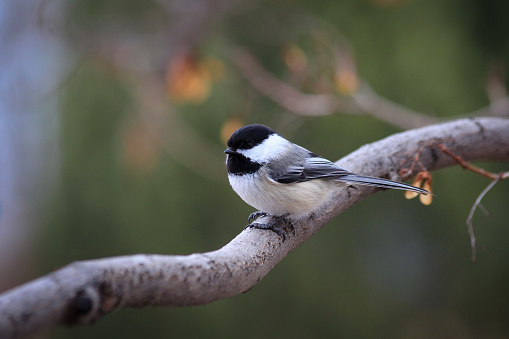 Black capped chickadee is a small north american songbird