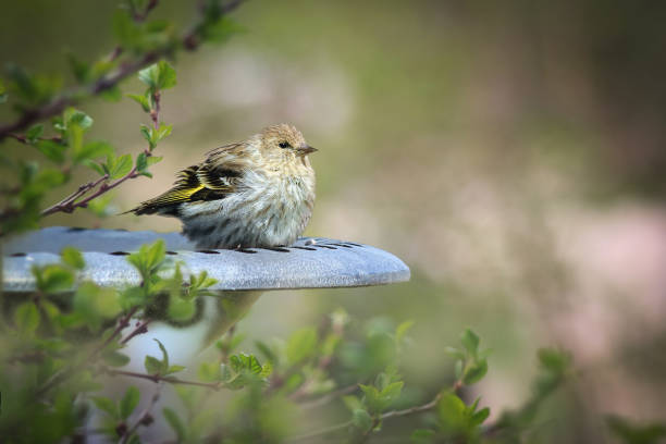 oiseau en peau de pin perché sur un bain d’oiseaux - tarins photos et images de collection