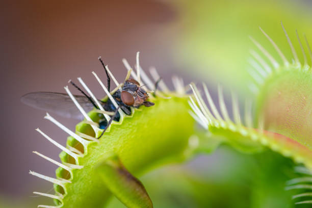 istock Fly trapped inside Venus fly trap close up macro 1353750475
