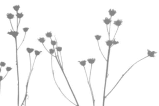 istock Summer background from the shadow of a sprig of field grass on a white wall. White and black for photo or mockup 1353751255