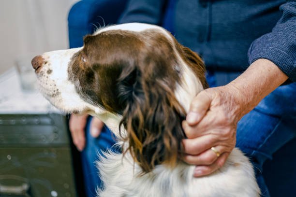 istock Setter Dog At Home when sitting with old man 1353751630