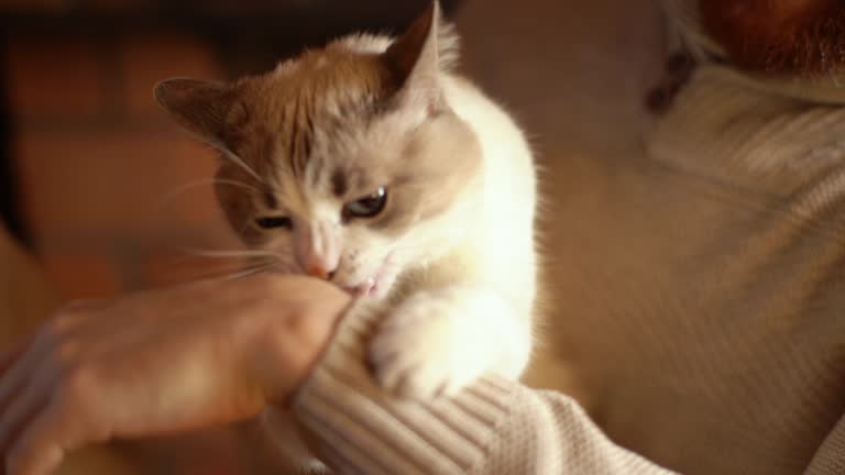 Close-up of unrecognizable man holding cute cat in arms, playing with it, pet jokingly bites fingers of male, guy playfully pulls animal.