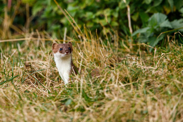 137 Ermine Fur Stock Photos, Pictures & Royalty-Free Images - iStock | Crown 137 Ermine Fur Stock Photos, Pictures & Royalty-Free Images - iStock | Crown