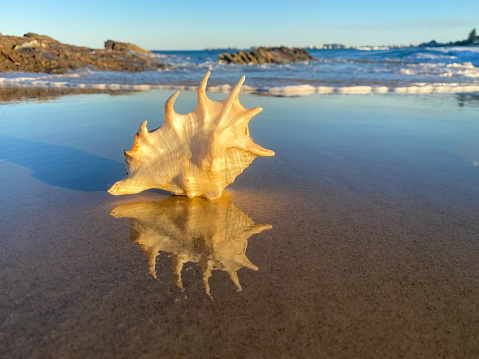 Exotic sea shell reflection on the sand.