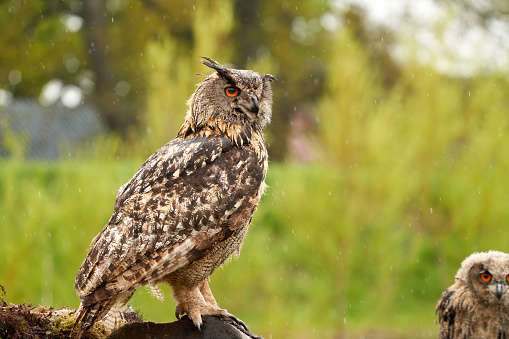 Wild Eurasian Eagle Owl sits outside on a tree trunk in the rain. Red-eyed. in background a part of a six-week-old bird of prey. raining, raindrops rainy weather.