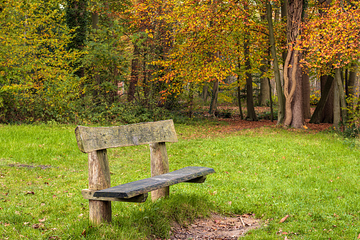 Simple wooden bench in an autumn forest. The wood of the bench is weathered. The photo was taken in a Dutch forest in the province of North Brabant.