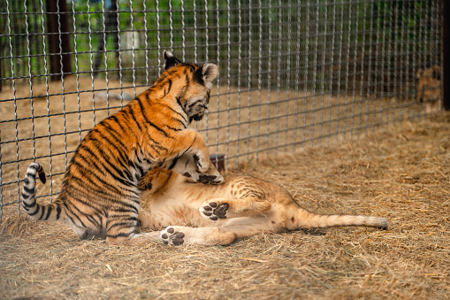 A little tiger cub plays with a lion cub sitting in an aviary at the zoo
