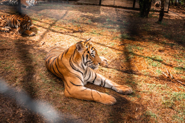 istock An adult tiger is resting lying on the grass 1353755785
