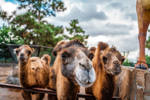 This is a side view of two camels facing each other in front of a red barn.