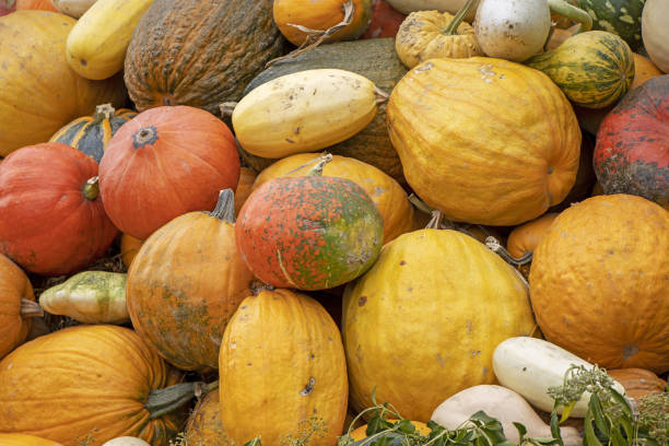 istock A bunch assorted gourds, zucchini, pumpkin and winter squash 1353756152