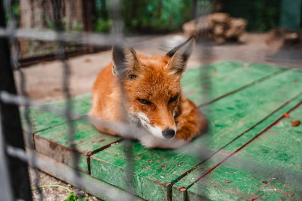 istock Fox in a cage at the zoo, close-up, selective focus 1353756697