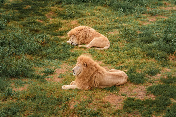 istock Lions are resting on the grass 1353756779