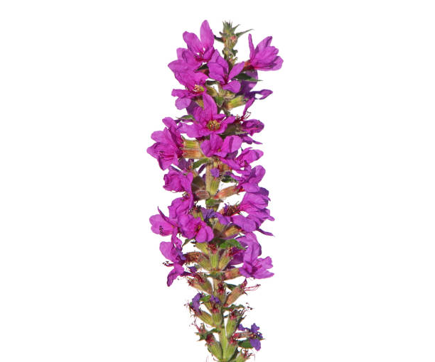 Blooming purple loosestrife isolated on white, Lythrum salicaria Blooming purple loosestrife plant isolated on white, Lythrum salicaria lythrum salicaria purple loosestrife stock pictures, royalty-free photos & images