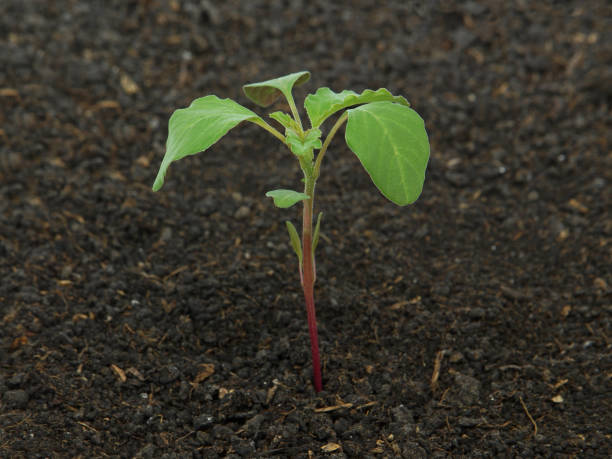Young plant of Redroot pigweed in soil, Amaranthus retroflexus Young plant of Redroot pigweed in soil in spring, Amaranthus retroflexus amaranthus retroflexus stock pictures, royalty-free photos & images