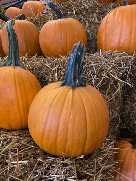 istock Big Halloween pumpkins on straw bales 1353757630