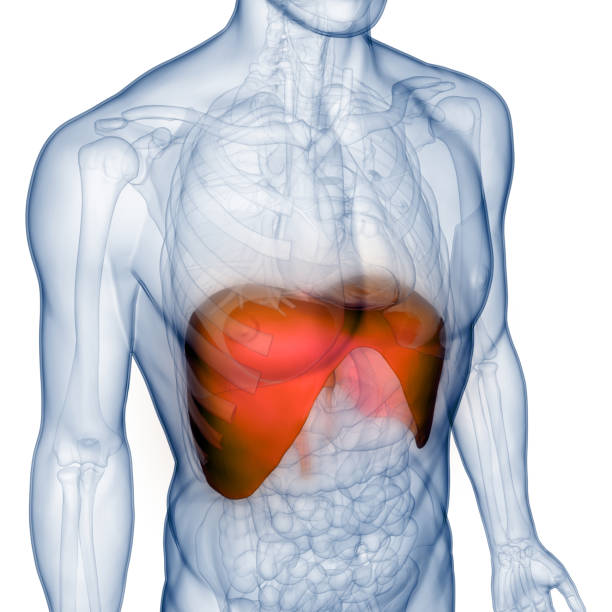 anatomía del diafragma del sistema respiratorio humano - diaphragm fotografías e imágenes de stock