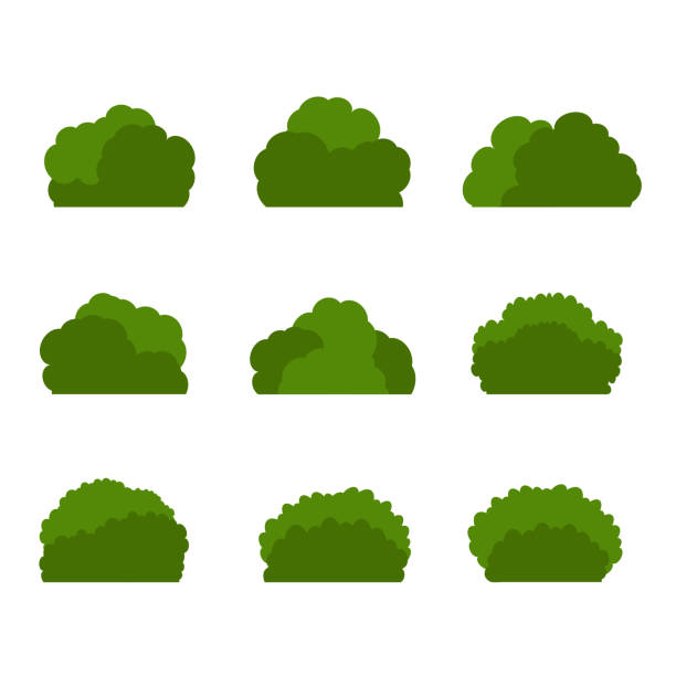 Green tree, A variety of forms on the White Background,Set of various tree sets,Trees for decorating gardens and home designs.vector illustration and icon Green tree, A variety of forms on the White Background,Set of various tree sets,Trees for decorating gardens and home designs.vector illustration and icon bush stock illustrations
