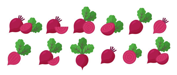 Beet root isolated on white background. Fresh red beetroot with leaves and a half. Vector illustration of vegetarian food. Set of organic vegetables Beet root isolated on white background. Fresh red beetroot with leaves and a half. Vector illustration of vegetarian food. Set of natural organic vegetables common beet stock illustrations