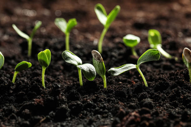 istock Young vegetable seedlings growing in soil outdoors 1353760167