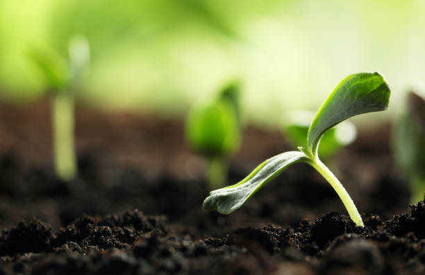 istock Young vegetable seedling growing in soil outdoors, space for text 1353760173