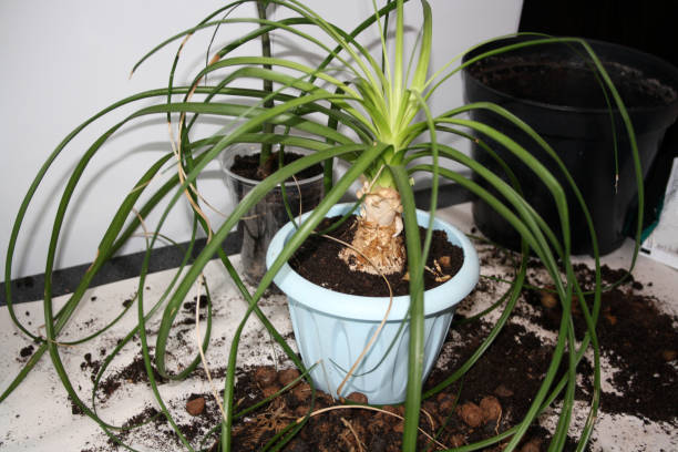istock Transplanting beaucarnea into a new pot. Bottle tree, nolina/ 1353761611