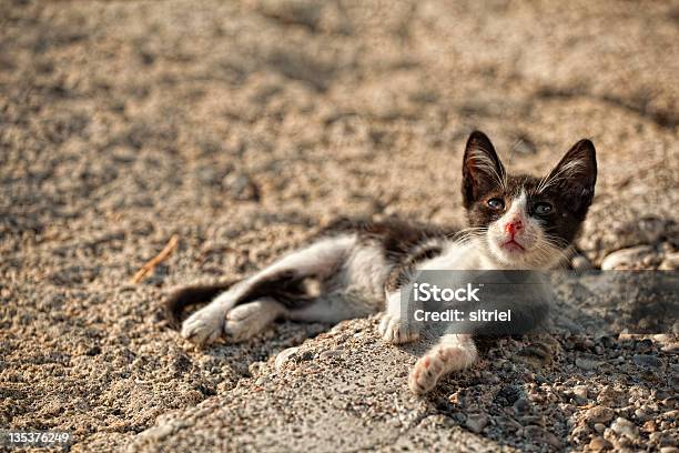 Kot Na Rocks W Języku Greckim Nadmorska - zdjęcia stockowe i więcej obrazów Dziki kot - Dziki kot, Kot domowy, Rodos - Dodekanez