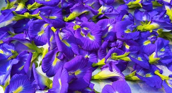 It is a drying process of butterfly pea flowers.   The dried butterfly pea flowers can be used for herbs or ingredients.