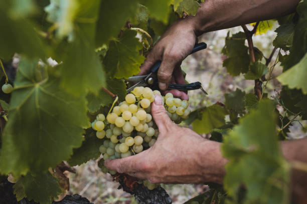 istock Farmer hands cutting grapes in vineyard. 1353762959