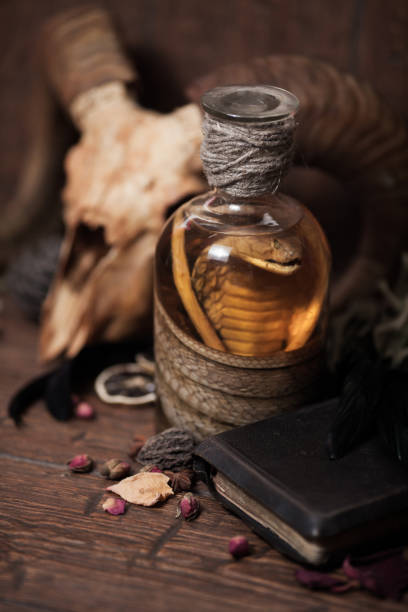 istock Vintage witchcraft still life with snake cobra and skull. 1353764400