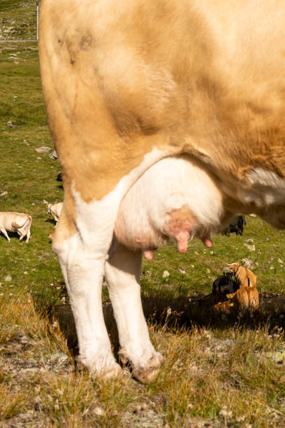 istock Udder of cow in pasture 1353767288