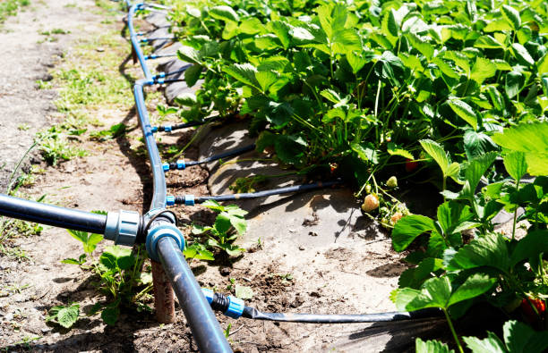 Drip irrigation system on strawberry filed in farm, close up. Strawberry bushes with green leaves growing in garden, copy space. Natural background. Agriculture, healthy food concept stock photo