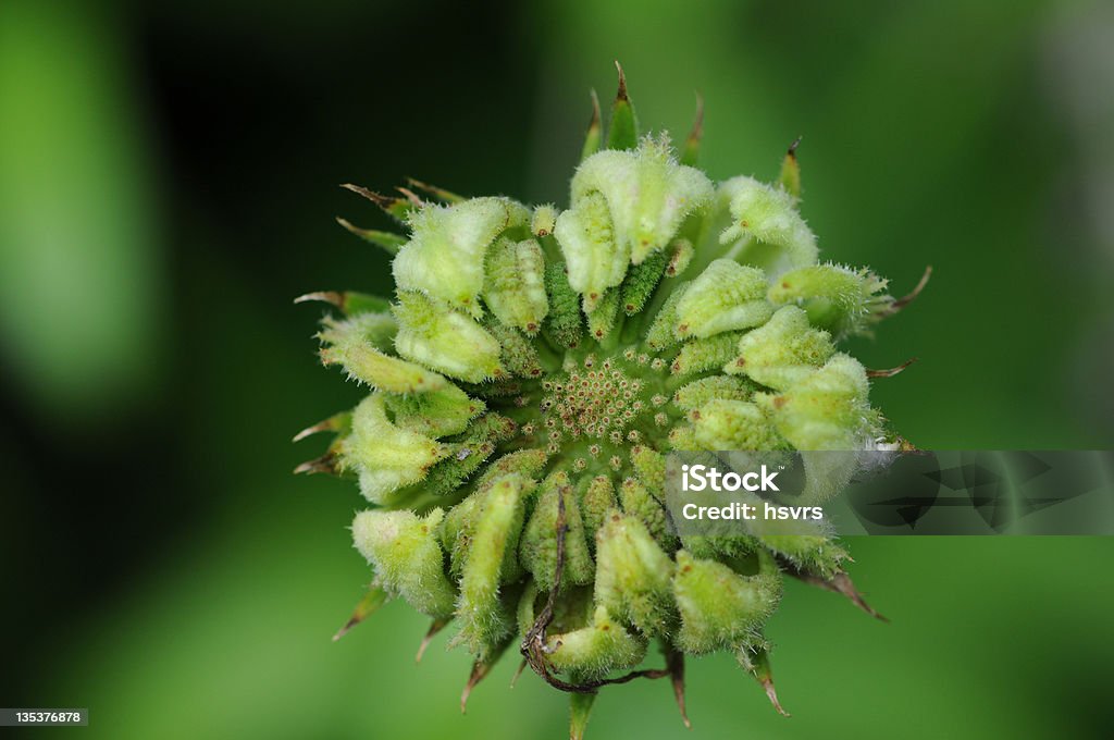 種子のマリーゴールド(キンセンカ officinalis - キンセンカのロイヤリティフリーストックフォト