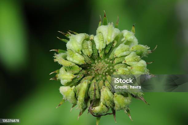 種子のマリーゴールドキンセンカ Officinalis - キンセンカのストックフォトや画像を多数ご用意 - キンセンカ, クローズアップ, ハーブ