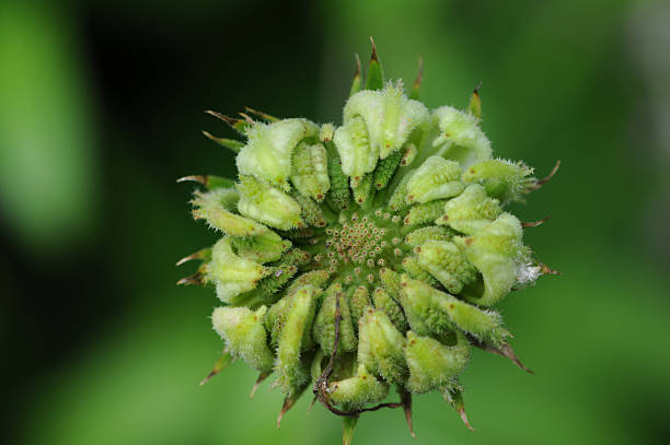 istock seeds of Pot Marigold (Calendula officinalis) 135376878