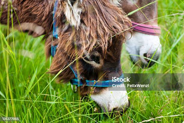 Eating Donkeys In Summer Field Stock Photo - Download Image Now - Agricultural Field, Agriculture, Animal