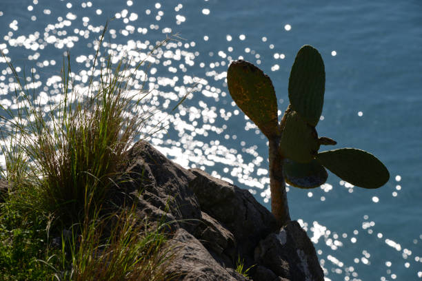 prickly pear plant on the rocks overlooking the sparkling sea